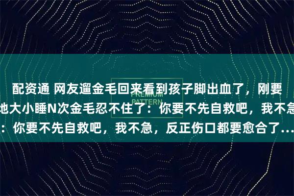 配资通 网友遛金毛回来看到孩子脚出血了，刚要包扎结果半道晕血，原地大小睡N次金毛忍不住了：你要不先自救吧，我不急，反正伤口都要愈合了…