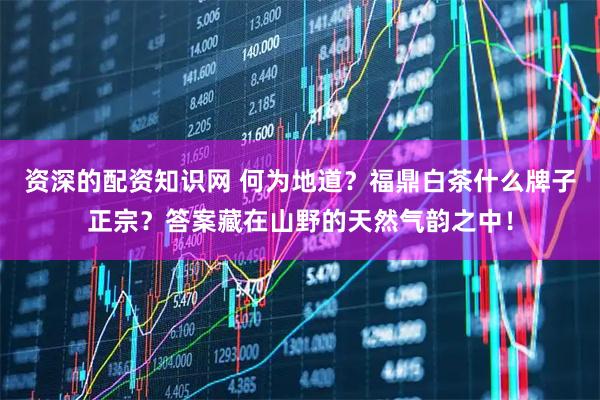 资深的配资知识网 何为地道？福鼎白茶什么牌子正宗？答案藏在山野的天然气韵之中！